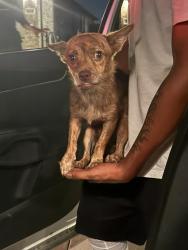 Found/Stray Female Dog last seen Bailey Boswell, Fort Worth, TX 76131