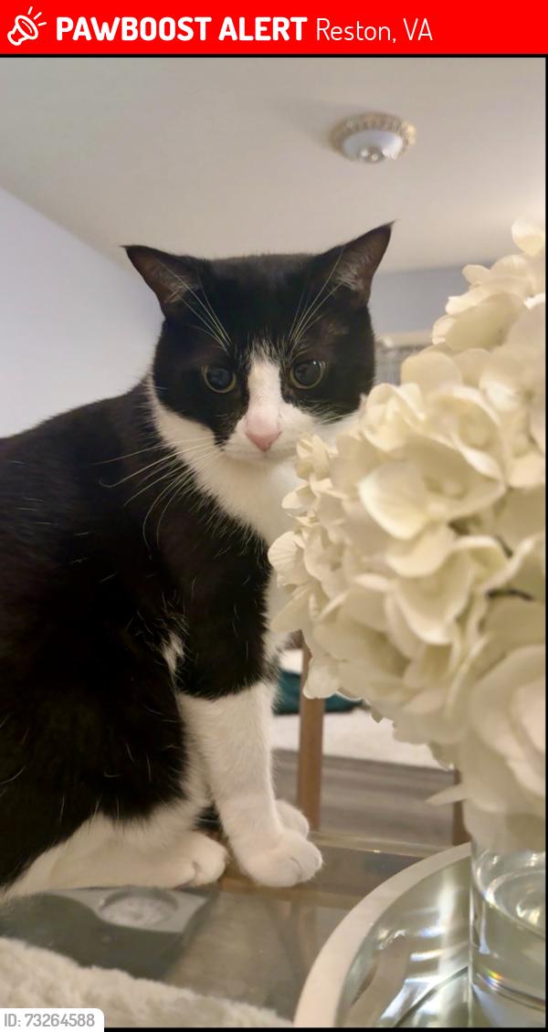 Lost Male Cat last seen Reston, Reston, VA 20190