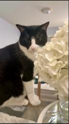 Lost Male Cat last seen Reston, Reston, VA 20190