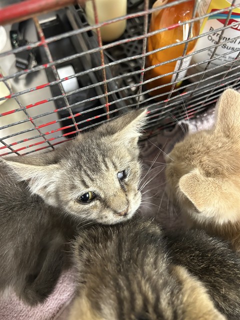 Shelter Stray Unknown Cat last seen 1ST DRAW WAY/SUNRISE WOODS WAY, 95828, 3839 Bradshaw Rd, Sacramento, CA 95827, USA