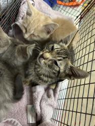 Shelter Stray Unknown Cat last seen 1ST DRAW WAY/SUNRISE WOODS WAY, 95828, 3839 Bradshaw Rd, Sacramento, CA 95827, USA