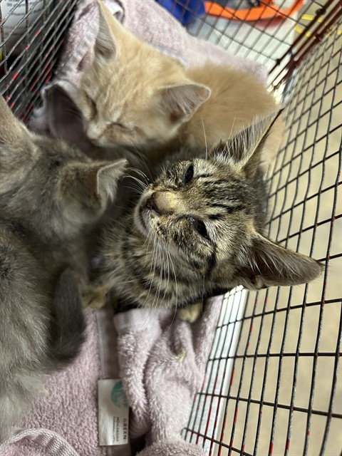 Shelter Stray Unknown Cat last seen 1ST DRAW WAY/SUNRISE WOODS WAY, 95828, 3839 Bradshaw Rd, Sacramento, CA 95827, USA