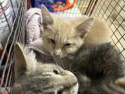 Shelter Stray Unknown Cat last seen 1ST DRAW WAY/SUNRISE WOODS WAY, 95828, 3839 Bradshaw Rd, Sacramento, CA 95827, USA