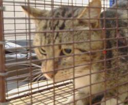 Shelter Stray Male Cat last seen LA CANADA CT/ CANYON DR, 95628, 3839 Bradshaw Rd, Sacramento, CA 95827, USA