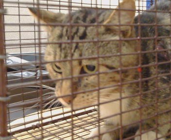 Shelter Stray Male Cat last seen LA CANADA CT/ CANYON DR, 95628, 3839 Bradshaw Rd, Sacramento, CA 95827, USA