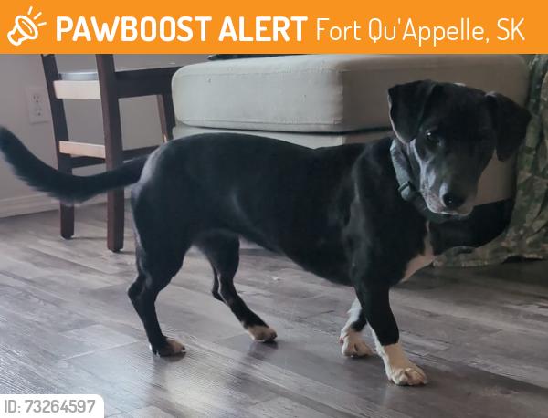 Found/Stray Unknown Dog last seen Fort Qu'appelle hosp, Fort Qu'Appelle, SK 