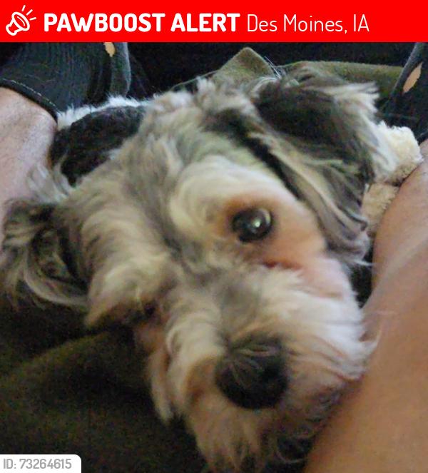Lost Male Dog last seen Highland Park, Des Moines, IA 50313