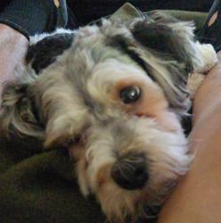 Lost Male Dog last seen Highland Park, Des Moines, IA 50313
