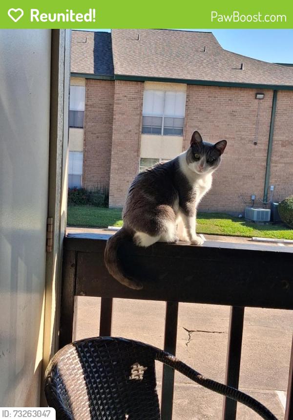 Reunited Female Cat last seen Bay Area Blvd and Saturn, Houston, TX 77058