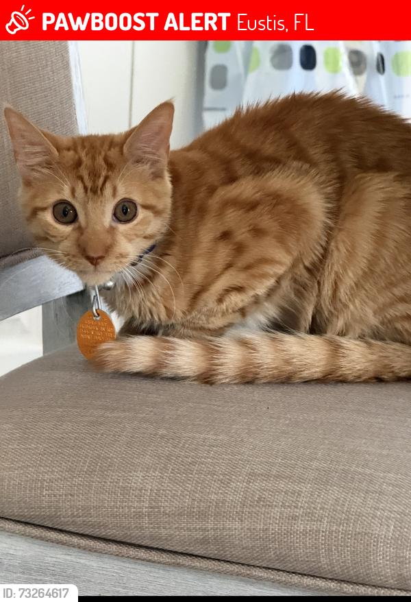 Lost Male Cat last seen Horizon oaks area off of Grove Street in Eustis, Eustis, FL 32726