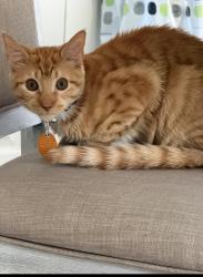 Lost Male Cat last seen Horizon oaks area off of Grove Street in Eustis, Eustis, FL 32726