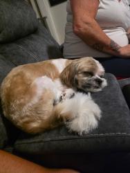 Reunited Female Dog last seen N. Maim st fall river, Fall River, MA 02720