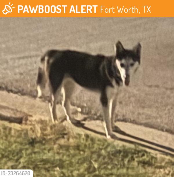 Found/Stray Female Dog last seen Loving Ave, Long and Angle, Fort Worth, TX 76164