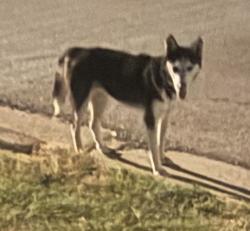 Found/Stray Female Dog last seen Loving Ave, Long and Angle, Fort Worth, TX 76164