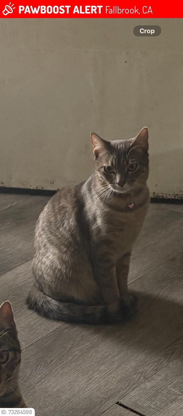 Lost Female Cat last seen Rainbow valley blvd & Camino rainbow, Fallbrook, CA 92028