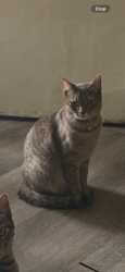 Lost Female Cat last seen Rainbow valley blvd & Camino rainbow, Fallbrook, CA 92028
