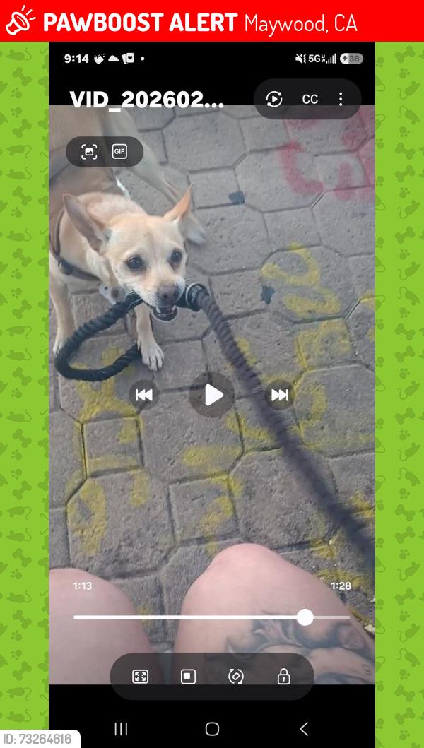Lost Male Dog last seen Near hour smoke shop, Maywood, CA 90270