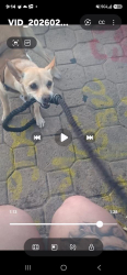 Lost Male Dog last seen Near hour smoke shop, Maywood, CA 90270