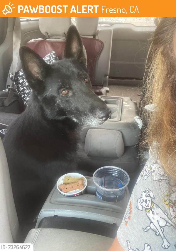 Found/Stray Male Dog last seen Dutch bros on McKinley in fresno, Fresno, CA 93703
