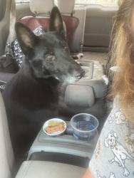 Found/Stray Male Dog last seen Dutch bros on McKinley in fresno, Fresno, CA 93703