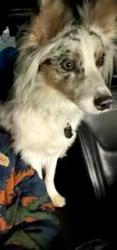 Reunited Male Dog last seen 44th and Council, Oklahoma City, OK 73179