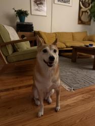 Found/Stray Female Dog last seen 49-02 Laurel Hill Blvd Woodside, NY 11377, Queens, NY 11377