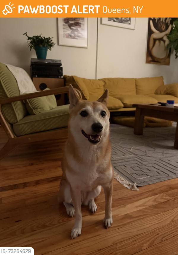 Found/Stray Female Dog last seen 49-02 Laurel Hill Blvd Woodside, NY 11377, Queens, NY 11377