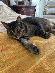 Lost Male Cat last seen hamilton and commissioners, London, ON N6M 0K1
