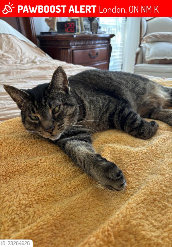 Lost Male Cat last seen hamilton and commissioners, London, ON N6M 0K1
