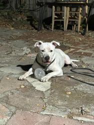 Found/Stray Male Dog last seen Near Fleming Ave Oakland 94619, Oakland, CA 94619