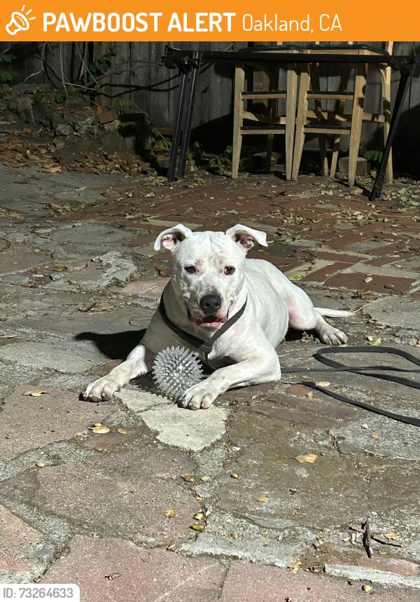 Found/Stray Male Dog last seen Near Fleming Ave Oakland 94619, Oakland, CA 94619