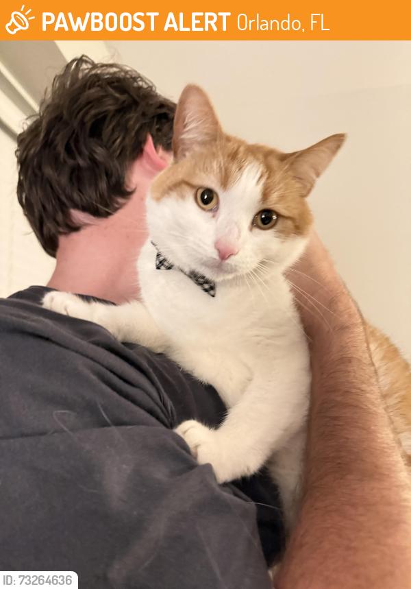 Found/Stray Unknown Cat last seen Near Alden Road, Orlando, FL 32803