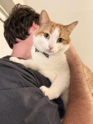 Found/Stray Unknown Cat last seen Near Alden Road, Orlando, FL 32803