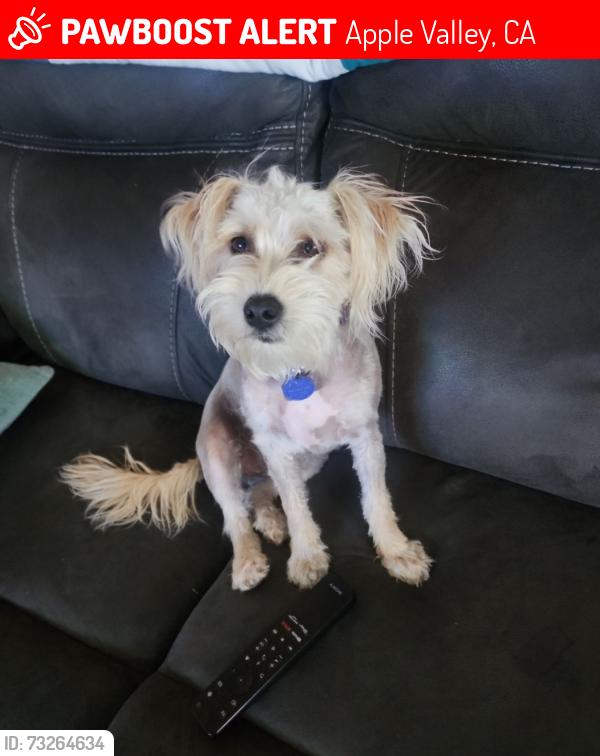 Lost Female Dog last seen Milpas Highlands, Apple Valley, CA 92308