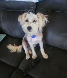 Lost Female Dog last seen Milpas Highlands, Apple Valley, CA 92308