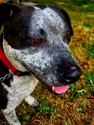 Lost Male Dog last seen Meadow Park Middle School, Beaverton, OR 97006