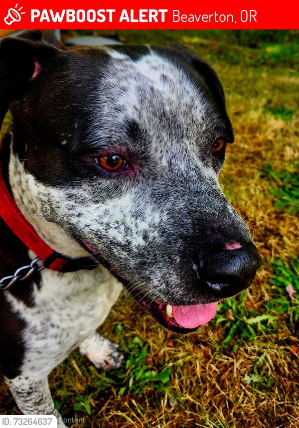 Lost Male Dog last seen Meadow Park Middle School, Beaverton, OR 97006