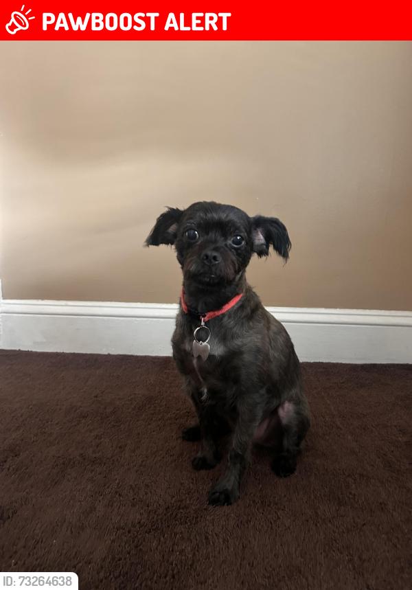 Lost Male Dog last seen New Brunswick Ave, Fords NJ, Woodbridge Township, NJ 08863