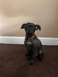 Lost Male Dog last seen New Brunswick Ave, Fords NJ, Woodbridge Township, NJ 08863