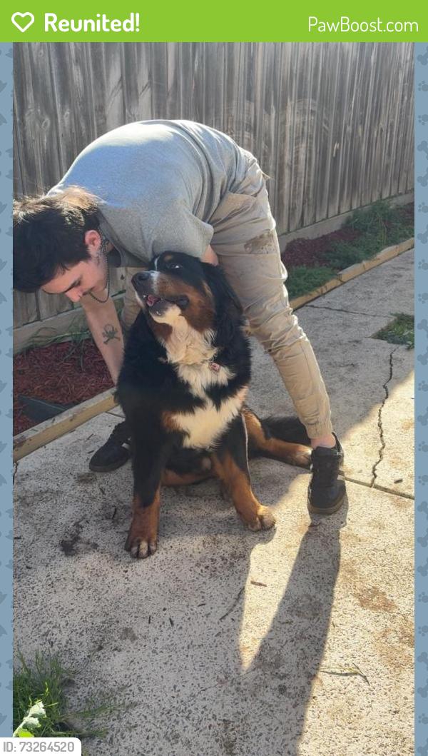 Reunited Male Dog last seen Aldi cranbourne, Cranbourne, VIC 3977