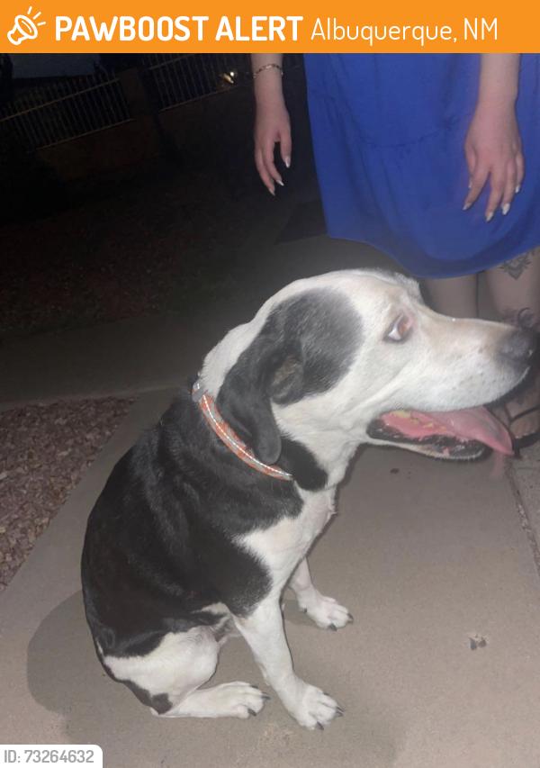 Found/Stray Unknown Dog last seen Dakota st and Katheryn st, Albuquerque, NM 87108