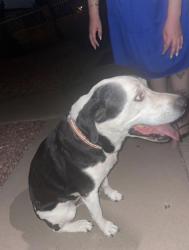 Found/Stray Unknown Dog last seen Dakota st and Katheryn st, Albuquerque, NM 87108