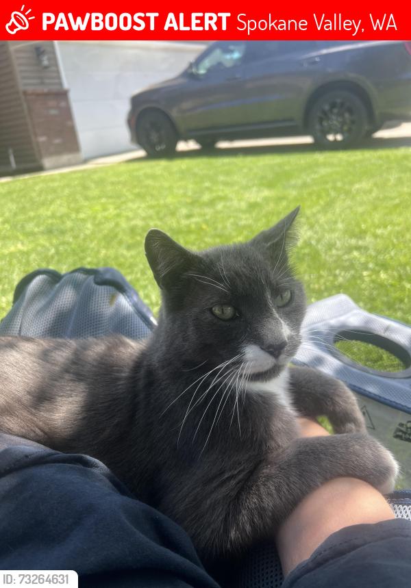 Lost Male Cat last seen N Ella Rd and E Cataldo ave, Spokane Valley, WA 99206
