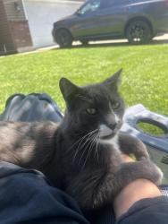 Lost Male Cat last seen N Ella Rd and E Cataldo ave, Spokane Valley, WA 99206