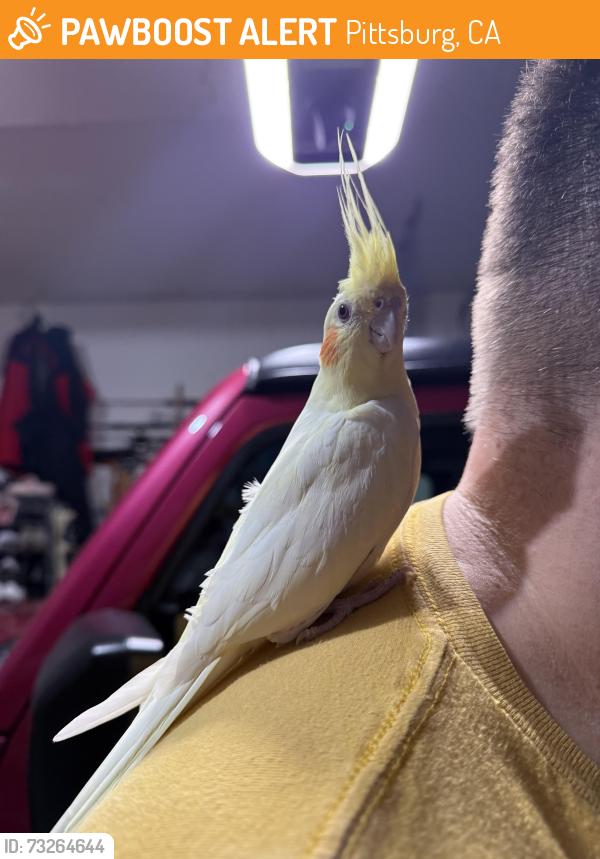 Found/Stray Unknown Bird last seen Bailey Road, Pittsburg, CA 94565