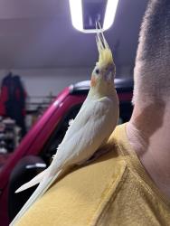 Found/Stray Unknown Bird last seen Bailey Road, Pittsburg, CA 94565