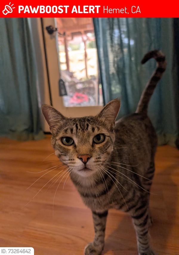 Lost Male Cat last seen Thornton Ave. and Hemet St., Hemet, CA 92544