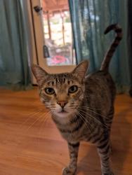 Lost Male Cat last seen Thornton Ave. and Hemet St., Hemet, CA 92544