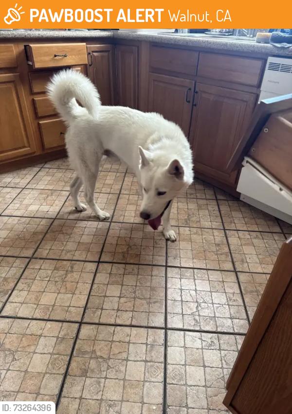 Found/Stray Male Dog last seen Alta Hacienda Dr, Walnut, CA 91789