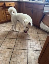 Found/Stray Male Dog last seen Alta Hacienda Dr, Walnut, CA 91789